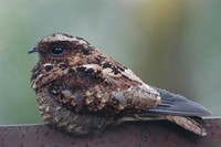 Salvadori's Nightjar - Caprimulgus pulchellus