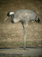 Common Crane - Grus grus