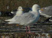 Glaucous Gull - Larus hyperboreus