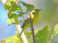 Orange-crowned Warbler - Vermivora celata