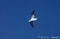 Antarctic Giant Petrel - Macronectes giganteus