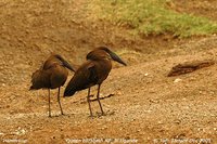 Hamerkop - Scopus umbretta