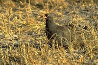 Red-billed Francolin - Francolinus adspersus