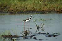 White-backed Stilt - Himantopus melanurus