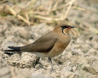 Oriental Pratincole - Glareola maldivarum