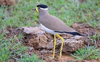 Yellow-wattled Lapwing - Vanellus malabaricus