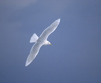 Glaucous Gull (Larus hyperboreus) photo