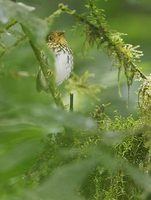 Ochre-breasted Antpitta (Grallaricula flavirostris) photo