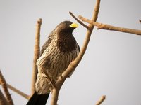 Western Plantain-eater - Crinifer piscator