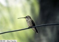 Black-chinned Hummingbird - Archilochus alexandri