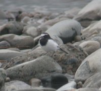 Japanese Wagtail - Motacilla grandis