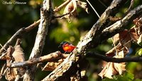 Short-billed Minivet - Pericrocotus brevirostris