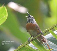 Rufous-breasted Wren - Thryothorus rutilus