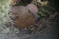 Curve-billed Thrasher - Toxostoma curvirostre