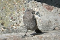 Blue Rock-Thrush - Monticola solitarius