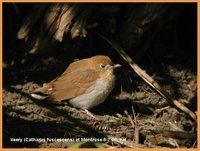 Veery - Catharus fuscescens