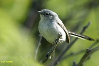 Black-tailed Gnatcatcher - Polioptila melanura