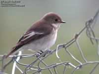 European Pied Flycatcher - Ficedula hypoleuca