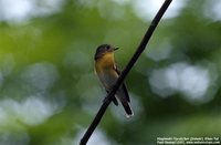 Mugimaki Flycatcher - Ficedula mugimaki