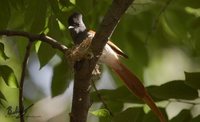 African Paradise-Flycatcher - Terpsiphone viridis