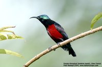 Purple-throated Sunbird - Leptocoma sperata