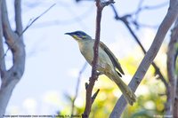 Purple-gaped Honeyeater - Lichenostomus cratitius