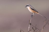 Long-tailed Shrike - Lanius schach