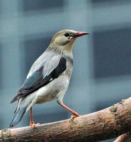 Red-billed Starling - Sturnus sericeus