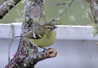 Yellow-winged Vireo - Vireo carmioli