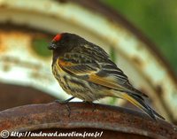 Fire-Fronted Serin - Serinus pusillus