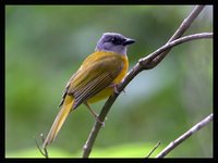 Gray-headed Tanager - Eucometis penicillata