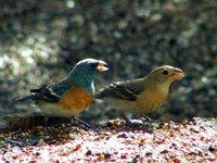 Lazuli Bunting - Passerina amoena