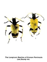 고운산하늘소 - Brachyta bifasciata