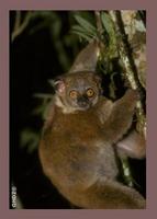 Small-toothed Sportive Lemur, Lepilemur microdon