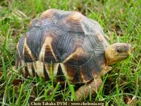 Madagascar Ploughshare Tortoise, Geochelone yniphora