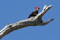 Lineated  woodpecker   -   Dryocopus  lineatus   -   Picchio  lineato