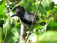 Black-crested antshrike male