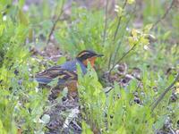 Varied Thrush