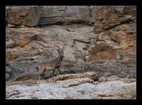 The Asiatic Ibex - Ladakh