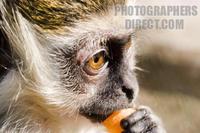 Photo of a baby Green Monkey eating stock photo