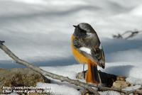 Fig. 21. Daurian Redstart : 딱새