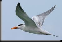 Sandwich Tern, Oranjastead, Aruba