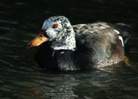 A white winged duck on water. It has a speckled head and a prominent orange bill.