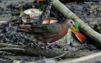 emerald-dove