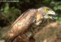 29. 히말라야새매（松雀鷹, song qiao ying）Accipiter virgatus