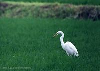 중대백로 Great Egret  Egretta alba modesta