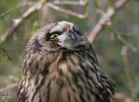 Short-eared Owl (Asio flammeus)