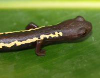 : Bolitoglossa odonnelli