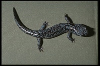 : Hynobius chinensis; Chinese Salamander