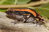 : Phrynomantis bifasciatus; Banded Rubber Frog